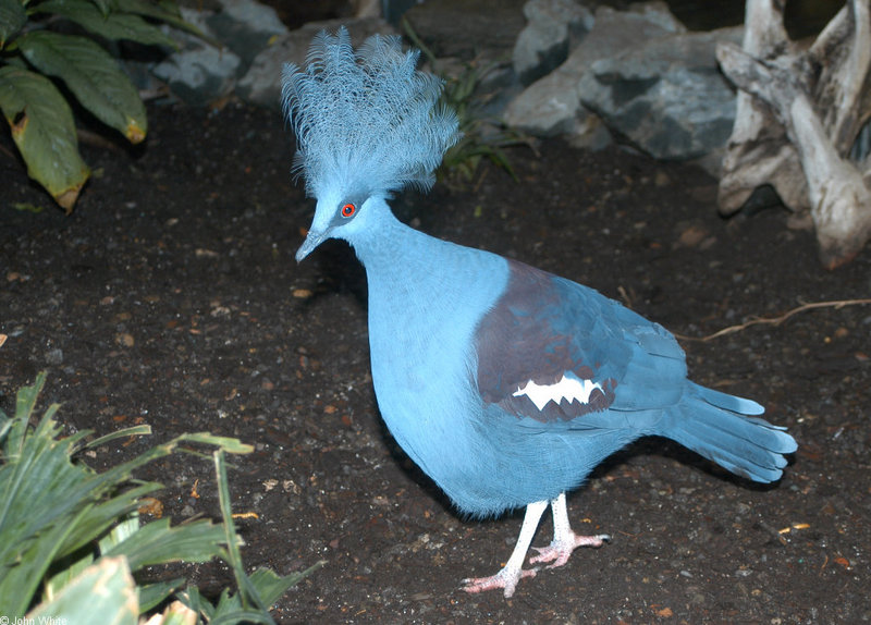 Scheepmaker\'s crowned pigeon (Goura scheepmakeri)2864.jpg