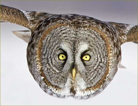 Great Gray Owl in flight.jpg