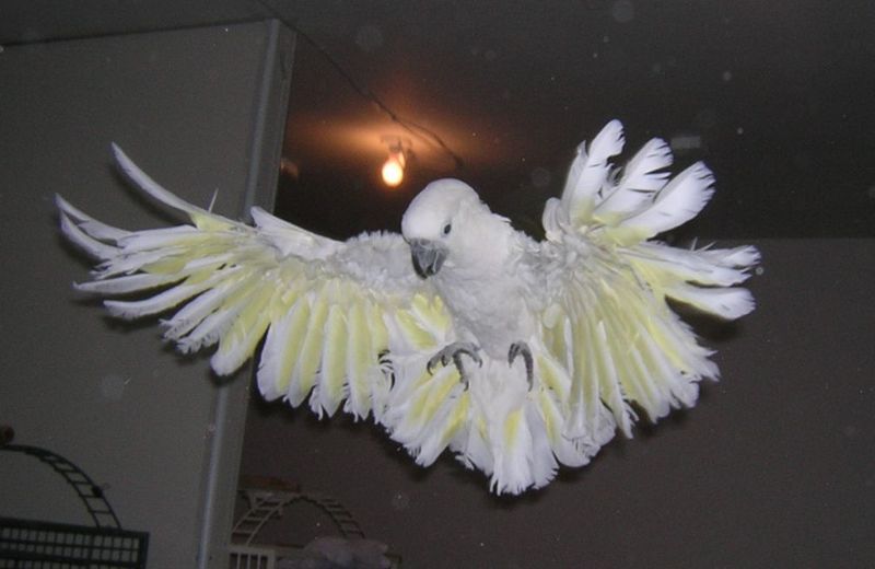 Cockatoo in flight.jpg