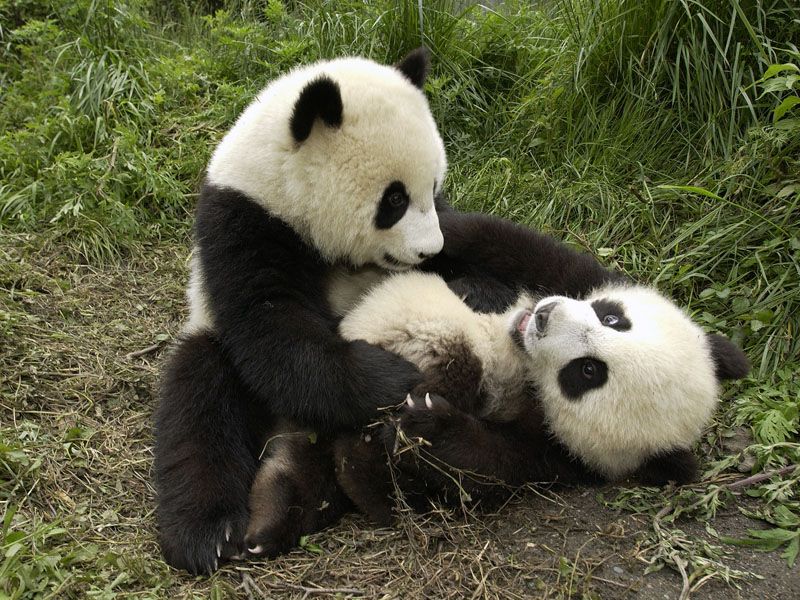 Playful Pandas.jpg