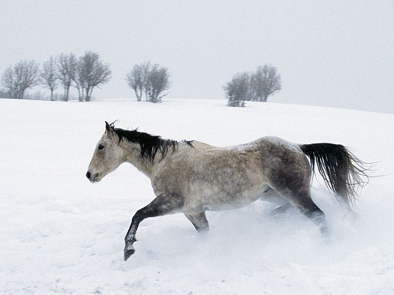 Winter Run horse.jpg