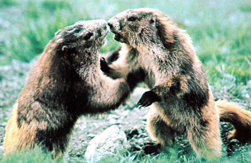Olympic Marmots.jpg