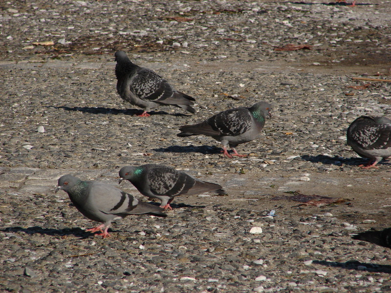DSC01404.JPG