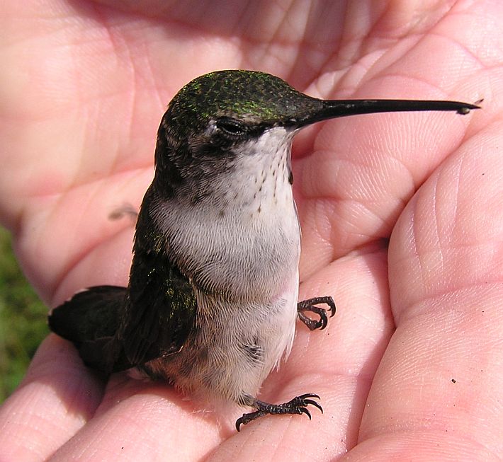 imm. male R.T. Hummingbird.jpg