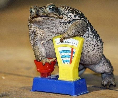 Fat Frog.jpg