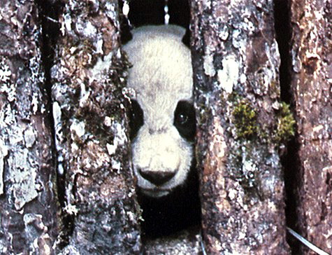 Panda peeking through logs.jpg