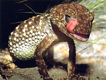 Knob-tailed gecko licking its eye.jpg