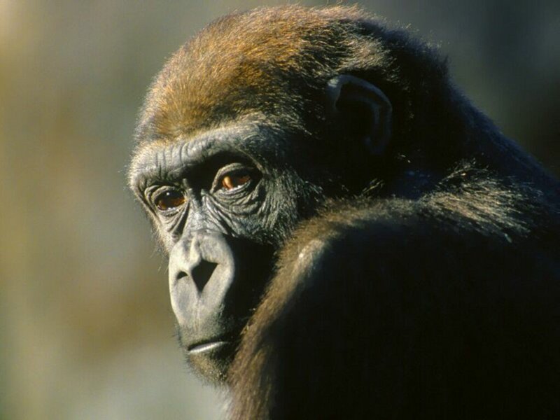 wp animals ape 1015.jpg