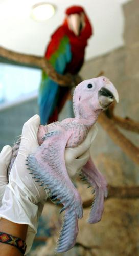 Green-winged Macaw(Ara chloropterus), Argentina.jpg