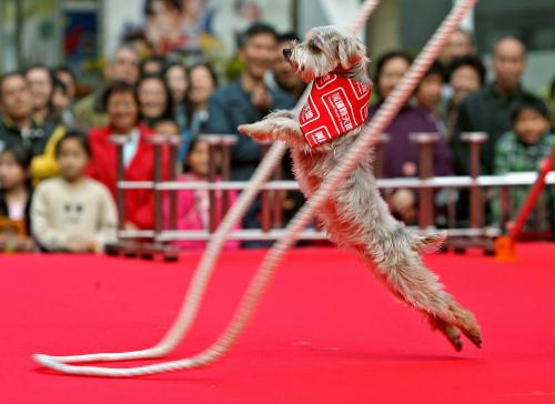 Rope-jumping Yorkie, Hong Kong.jpg