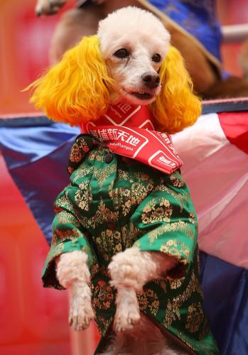 Costumed Poodle, Hong Kong.jpg