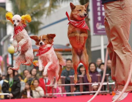 Rope-skipping Dogs, Hong Kong.jpg