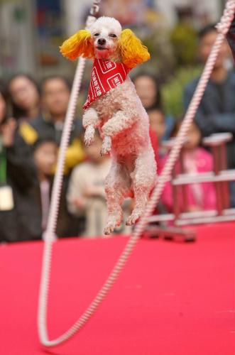 Rope-skipping Poodle, Hong Kong.jpg