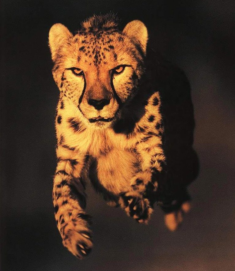 Golden Cheetah.jpg