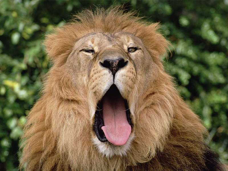 Lion\'s Yawn.jpg