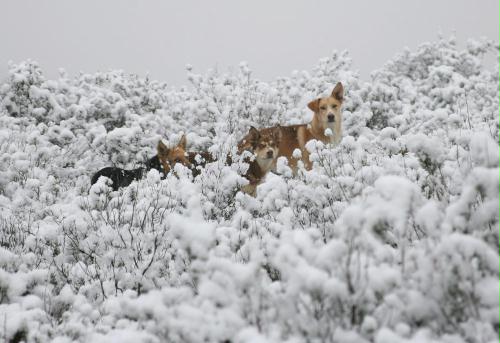 Dogs in snow, Spain.jpg