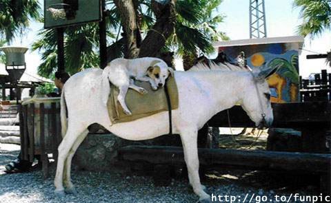 dog on horse.jpg