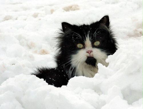 Cat, Snow, Spain.jpg