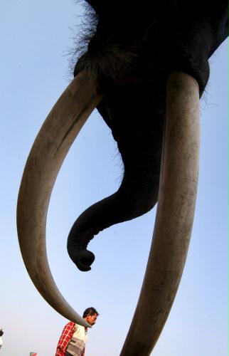 Elephant Festival, India.jpg