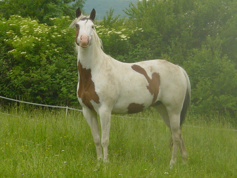 051 - Jay, jument Paint Horse.jpg