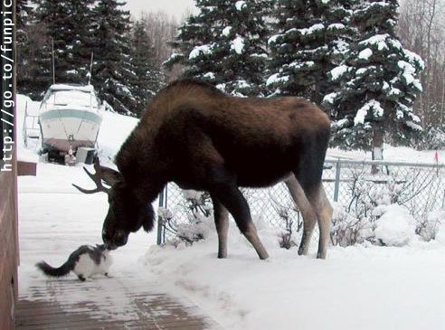 Moose and Cat.jpg