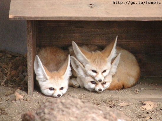 fennec foxes.jpg