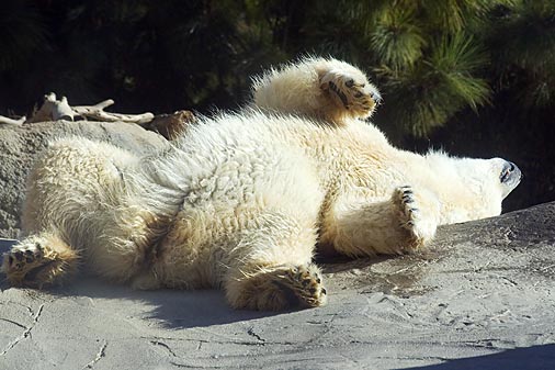 Polar Bear 24596.jpg