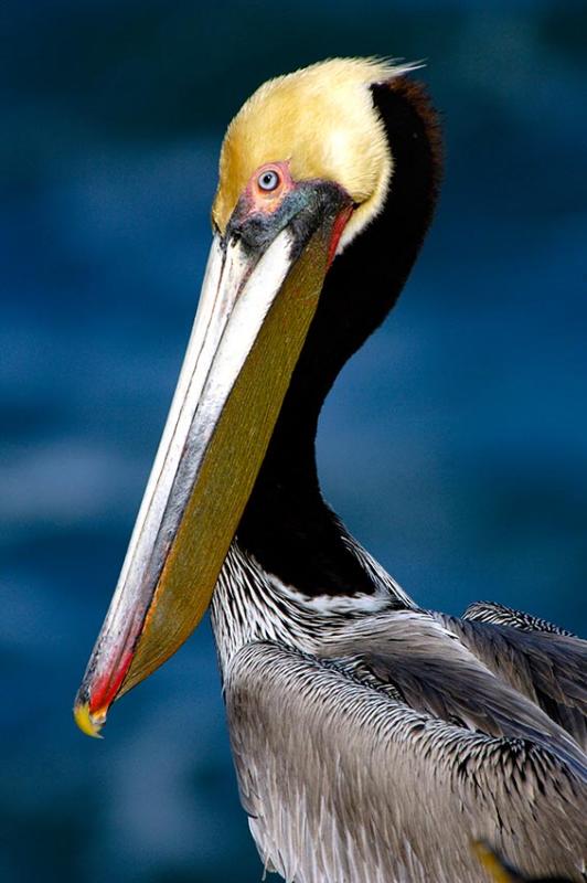 pelican-09.jpg