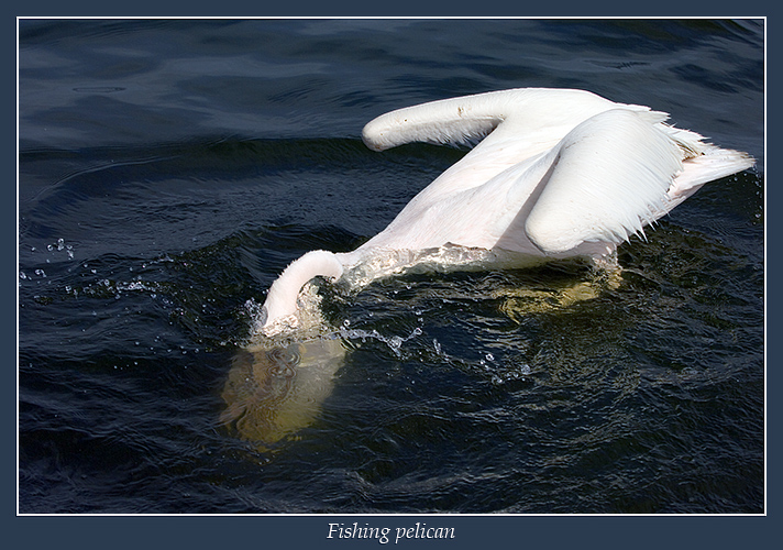 Fishing Pelican.jpg