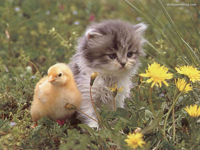 Kitten and Chicken.jpg
