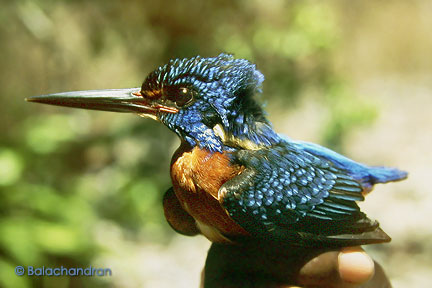 blueearedkingfisher8ba.jpg