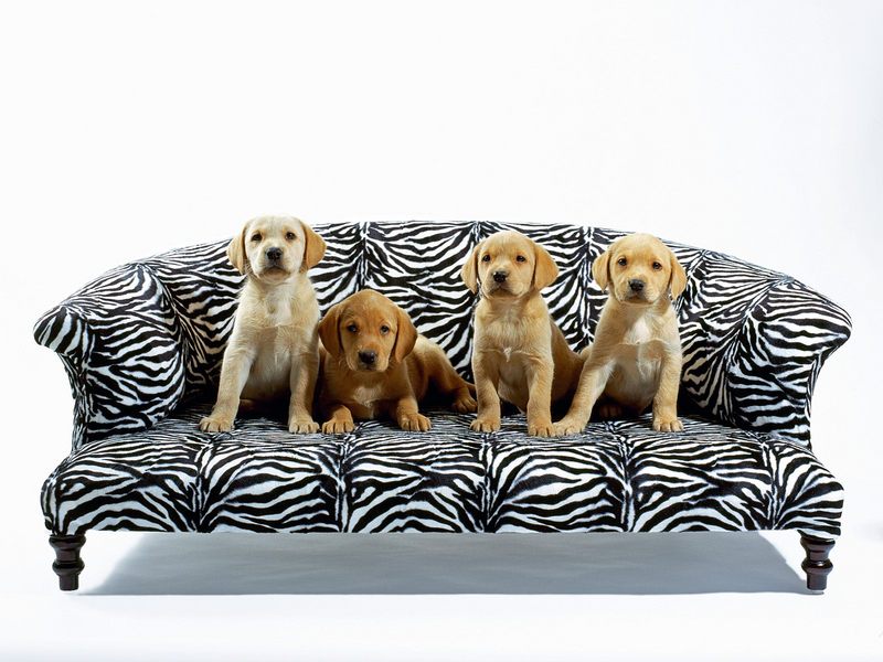 Bark-a-loungers.jpg