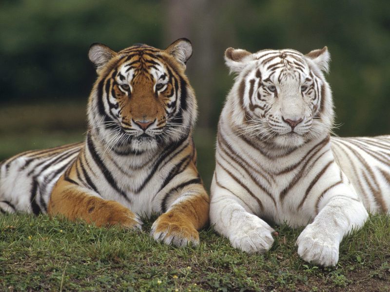 Bengal Tigers.jpg