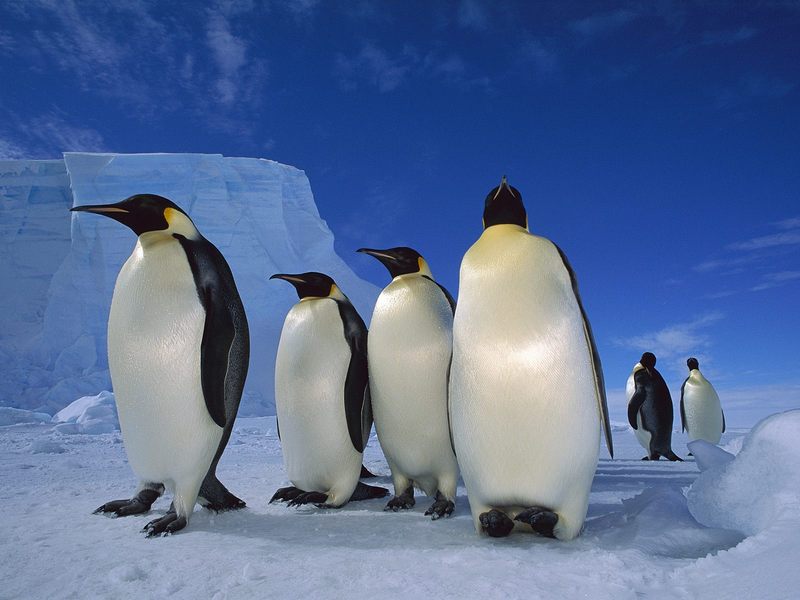 Emperor Penguins Near Ekstrom Ice Shelf Weddell Sea Antarctica.jpg