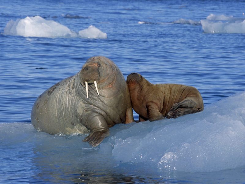 Ice Cold Walruses.jpg