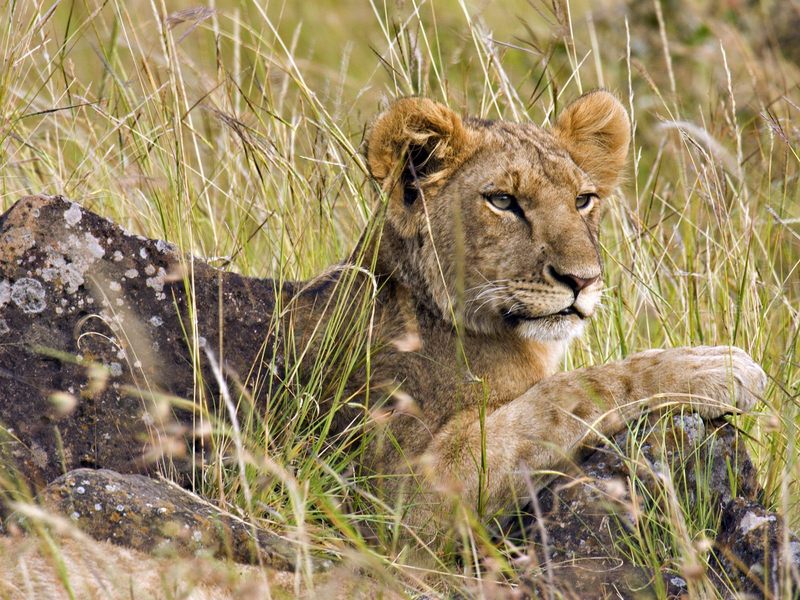 Male Lion Cub Masai Mara Kenya Africa.jpg