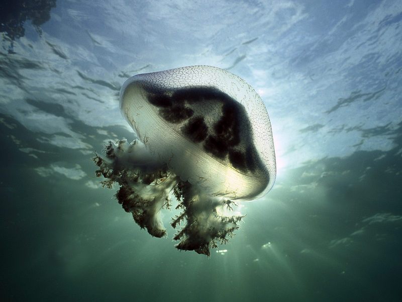 Mauve Stinger Jellyfish Edithburg South Australia.jpg