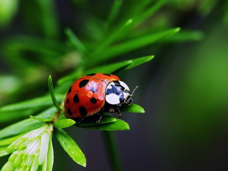Nine-Spotted Ladybug.jpg