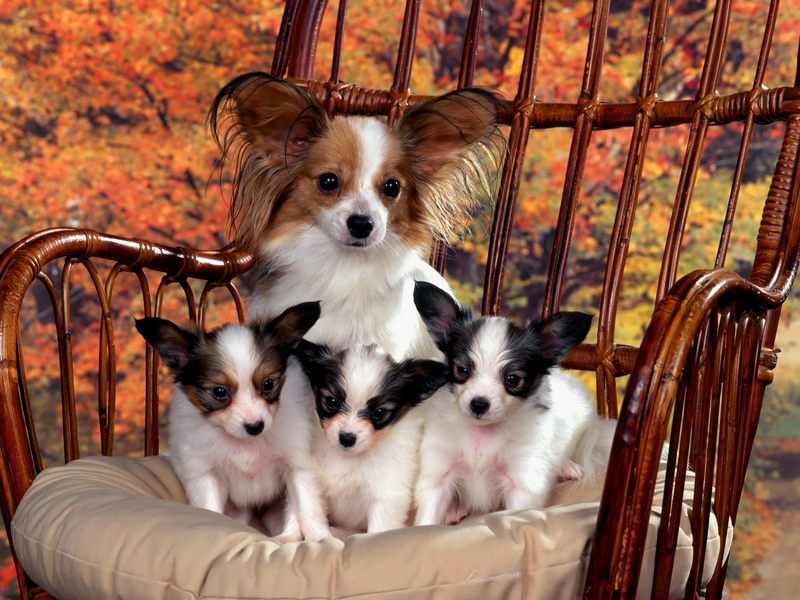 Papillon Mom and Puppies.jpg
