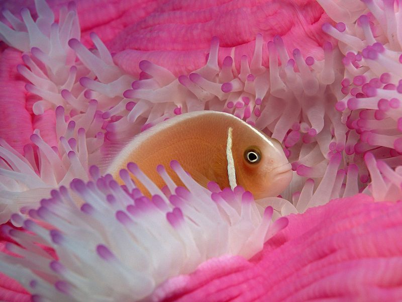 Pink Anemonefish.jpg