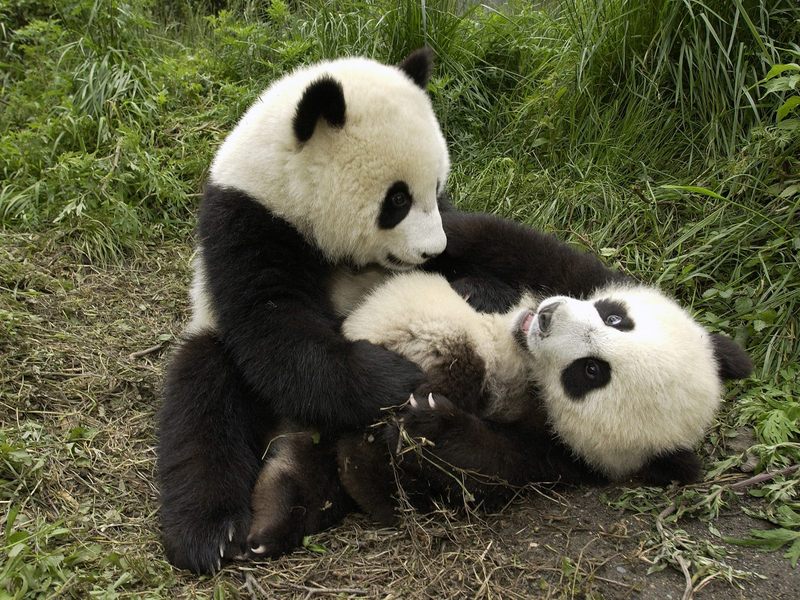 Playful Pandas.jpg