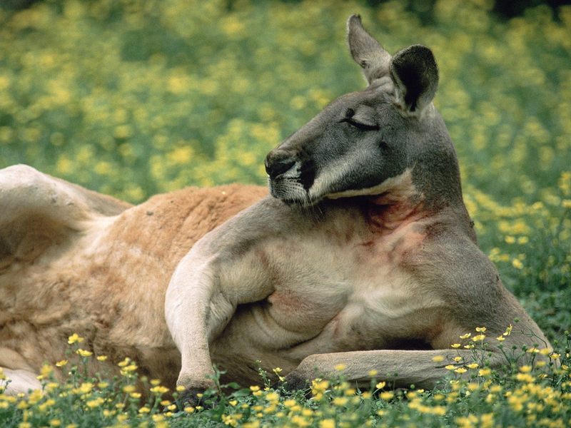 Red Kangaroo Australia.jpg