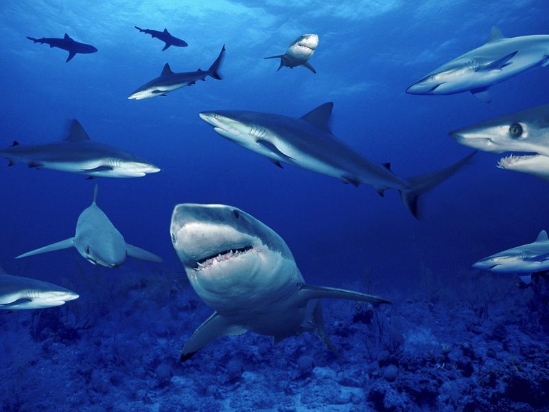 Terrors of the Deep.jpg