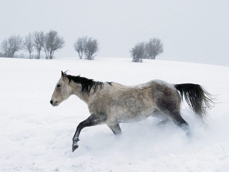 Winter Run.jpg