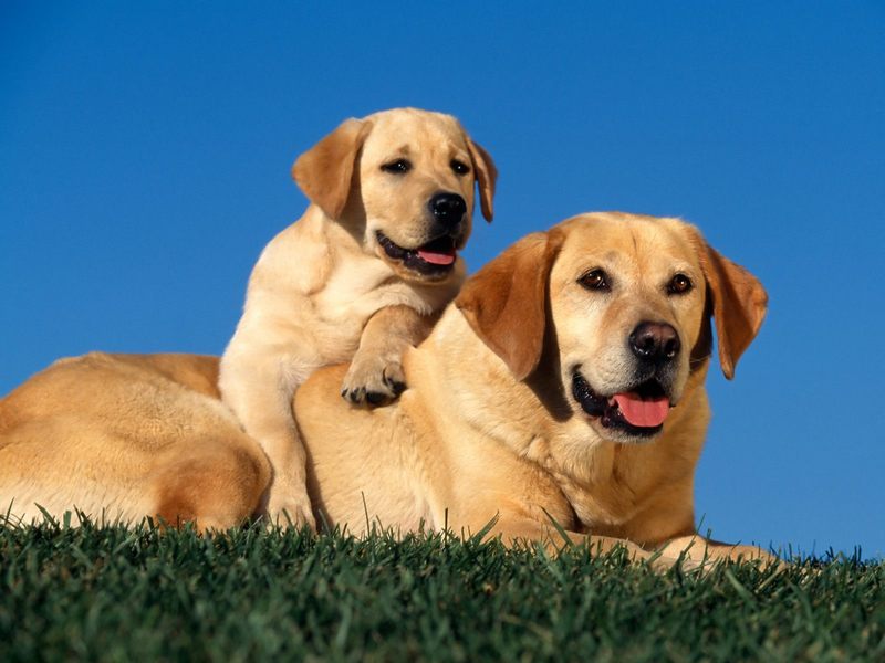 Yellow Labradors.jpg