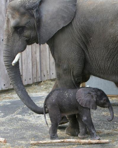Asiatic Elephant calf, Germany.jpg