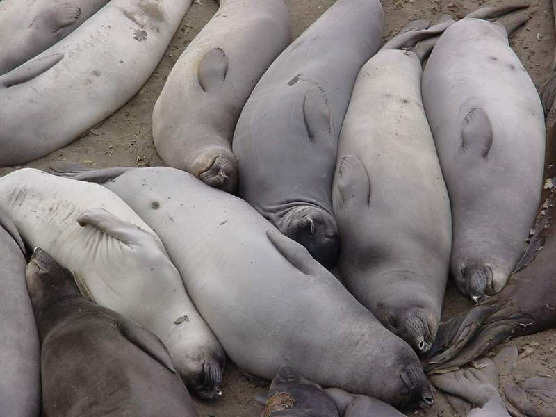 lazy seals.jpg