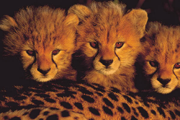 small cheetahs.jpg