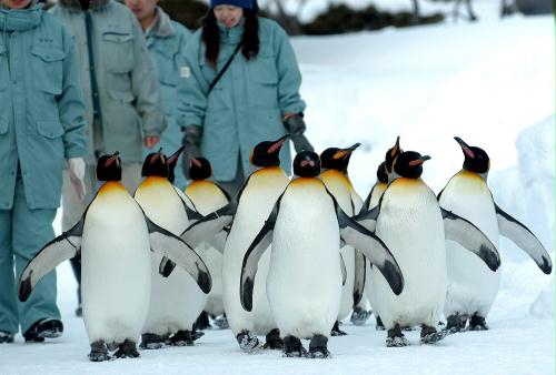 King Penguins, Japan.jpg