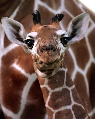 Giraffe Baby Face.jpg